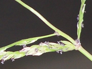 Digitaria sanguinalis